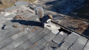 Wildlife Damage Expert in Cibolo, TX